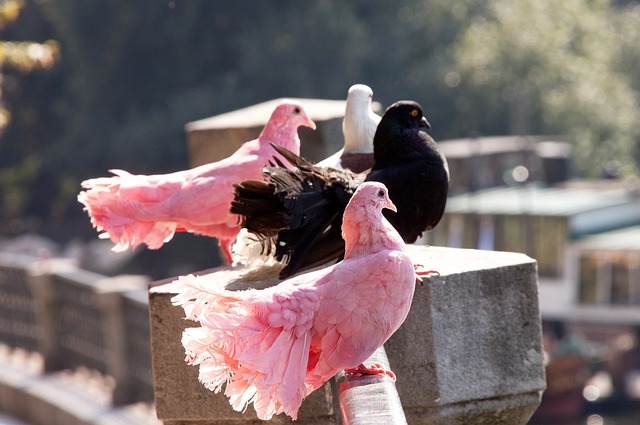 过去五场比 过去五场比